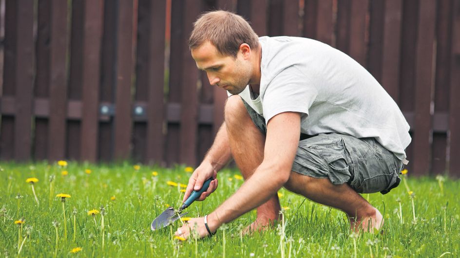 YOUR MENTAL HEALTH: Are you dealing with a dandelion? Image