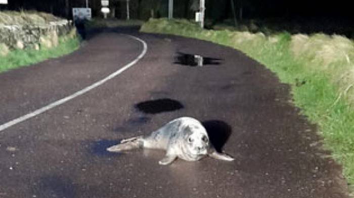 Signed, seal(ed) and delivered safely back into the water Image