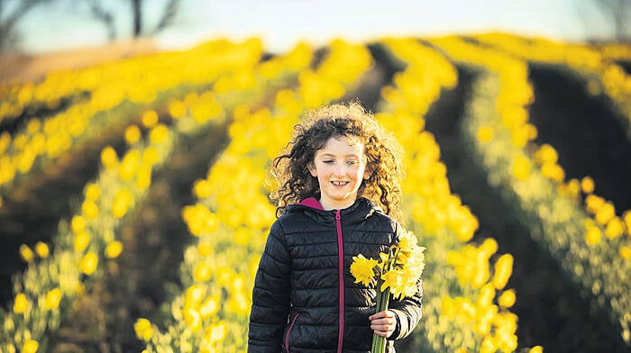 Blooming daffodils mark the arrival of spring in Bandon Image