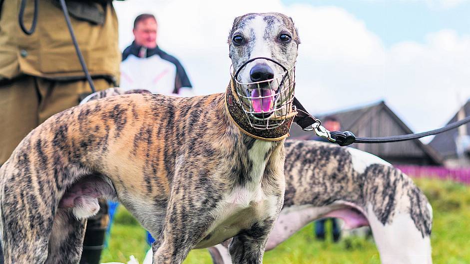 No coursing under lockdown ‘an attack on rural way of life’ Image