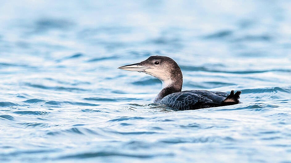 Northern divers going loony for West Cork Image