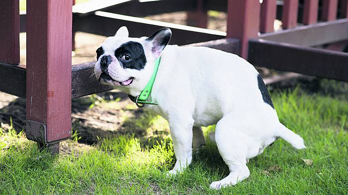 Pooping dog owners are told to clean up their act Image