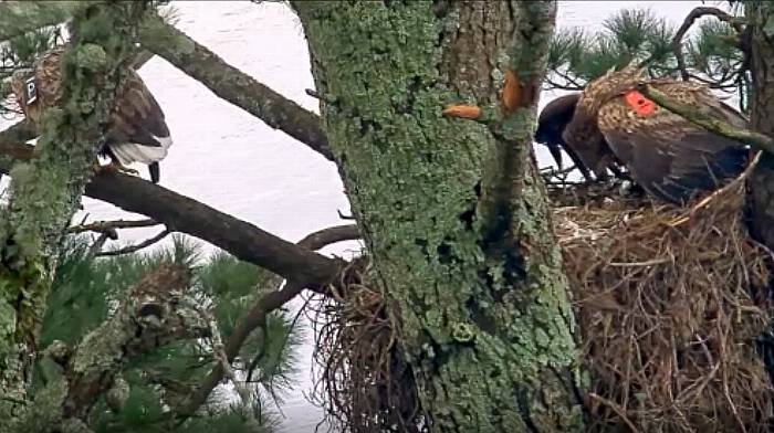 WATCH: Eagle chick in Glengarriff returns to her mother's nest for feeding Image