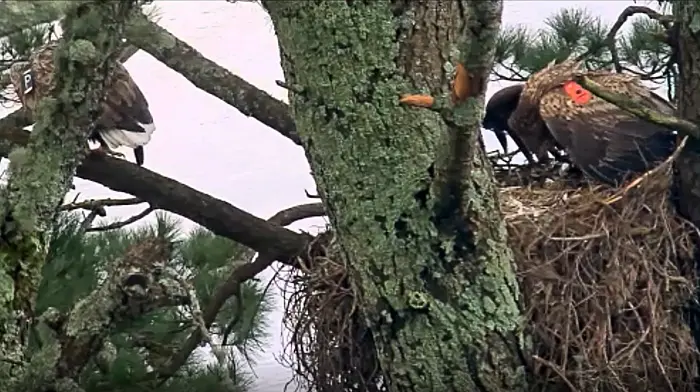 WATCH: Eagle chick in Glengarriff returns to her mother's nest for feeding Image