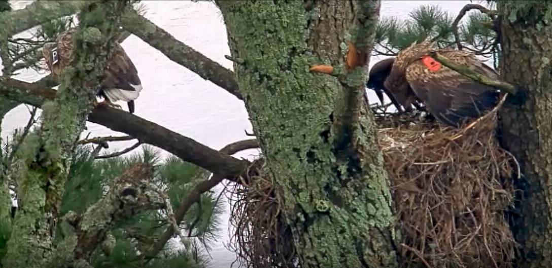 WATCH: Eagle chick in Glengarriff returns to her mother's nest for feeding Image