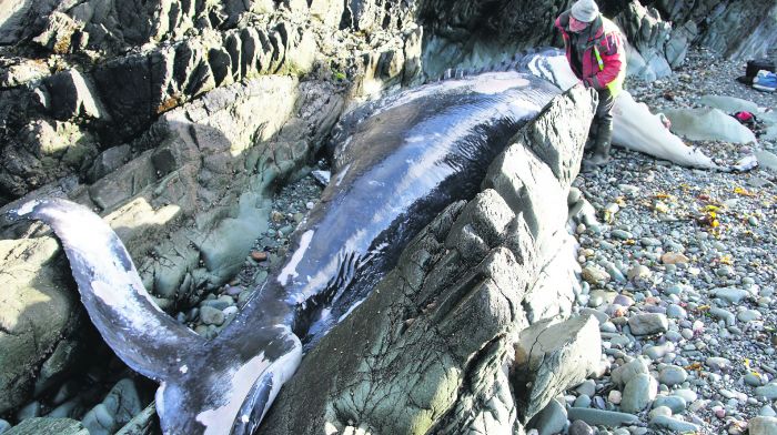 Schull may have lost chance to benefit from 9m whale carcass Image