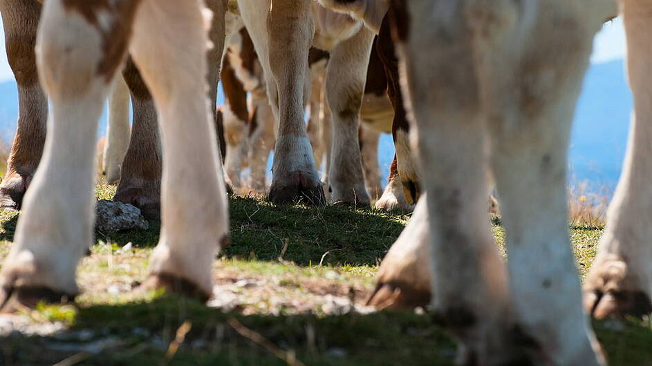 Direct and indirect effects of lameness on a dairy farm Image