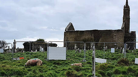 These sheep aren’t dilly-‘dolly’ing in clearing graveyard Image