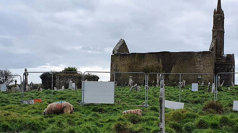 These sheep aren’t dilly-‘dolly’ing in clearing graveyard Image