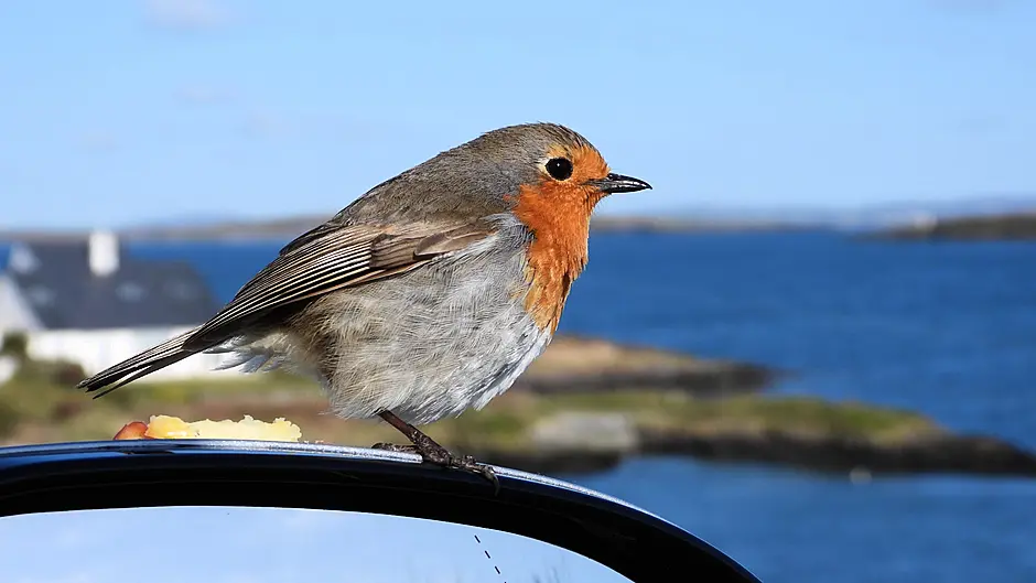 READER’S PICTURE OF THE WEEK Image READER’S PICTURE OF THE WEEK Image