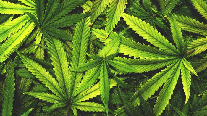 BREAKING: Cannabis valued at €80,000 seized in Macroom Image