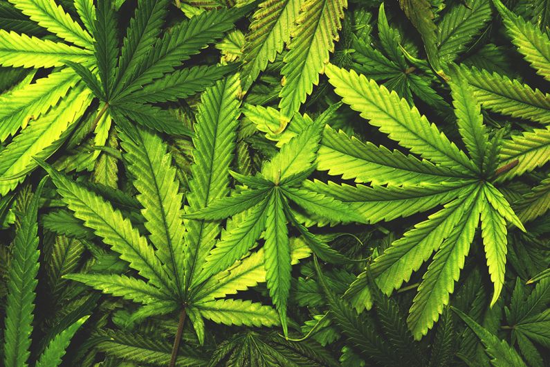 BREAKING: Cannabis valued at €80,000 seized in Macroom Image