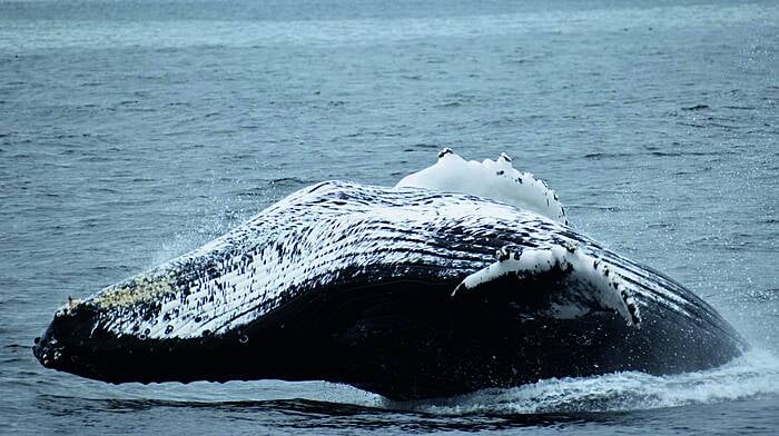 Humpbacks have whale of a time Image