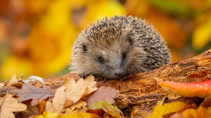 Louise and GAA score top result for trapped hedgehogs Image