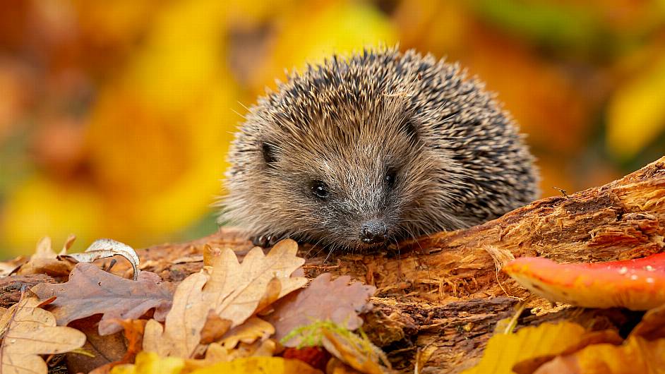 Louise and GAA score top result for trapped hedgehogs Image