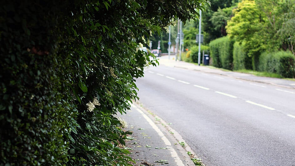 Landowners are fearing a penalty for trimming back overgrown hedges Image