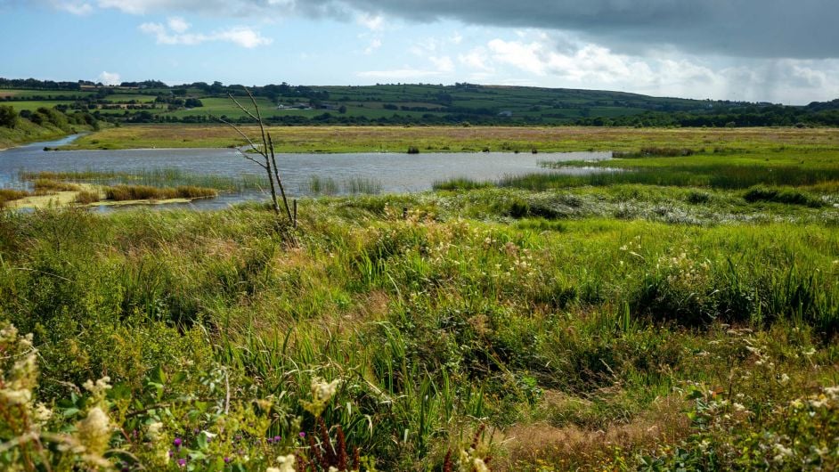 Wildlife reserve being examined for Clonakilty Image