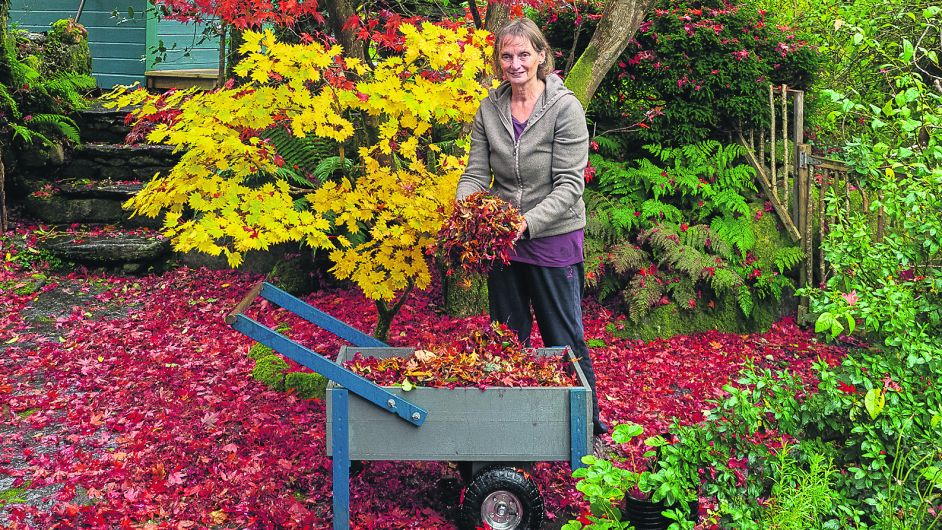 Time to settle the garden for winter Image