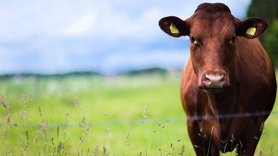 PROFILED: Drystock Farmer of the Year 2021 finalists Image