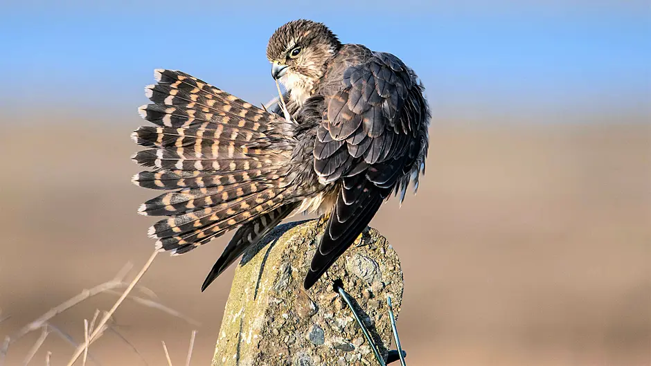 Blessed with magical merlin sighting Image
