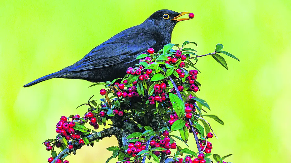 Reader’s Picture of the Week Image Reader’s Picture of the Week Image