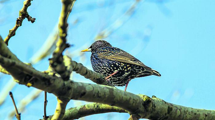 Farmer had ‘no excuse for ignorance’ over scrub clearance Image