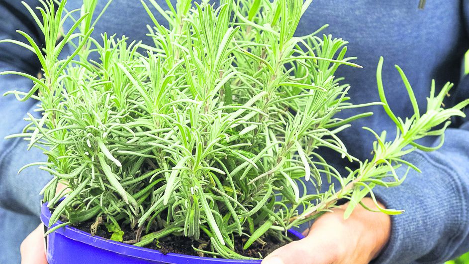 Gardening: Sage thing to do is to move herbs indoors Image