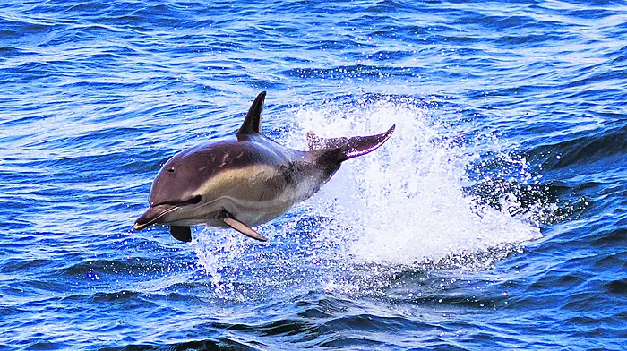 Shortlisted in the Wildlife and the Coast category was Dan Lettice’s  ‘Breaching Common Dolphin’, taken at Reen Pier, Union Hall.