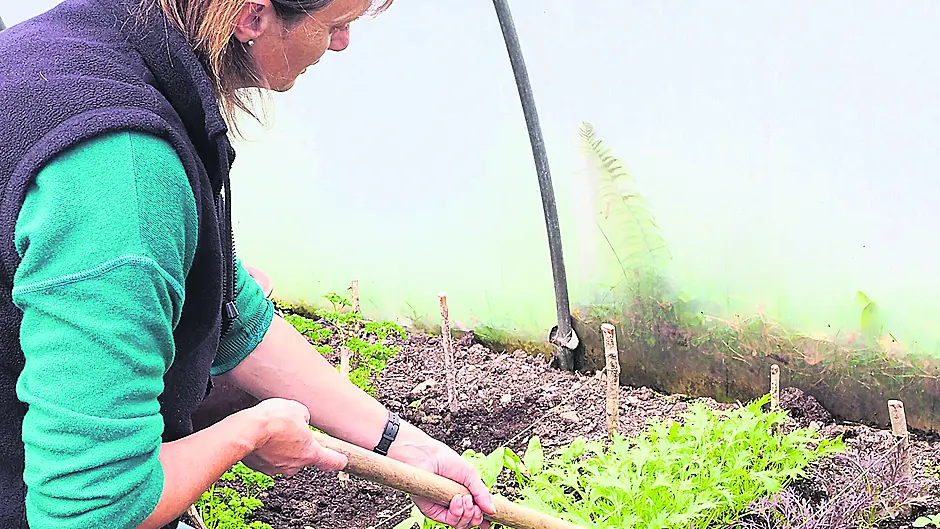 Fresh seaweed is a super soil cleanser Image