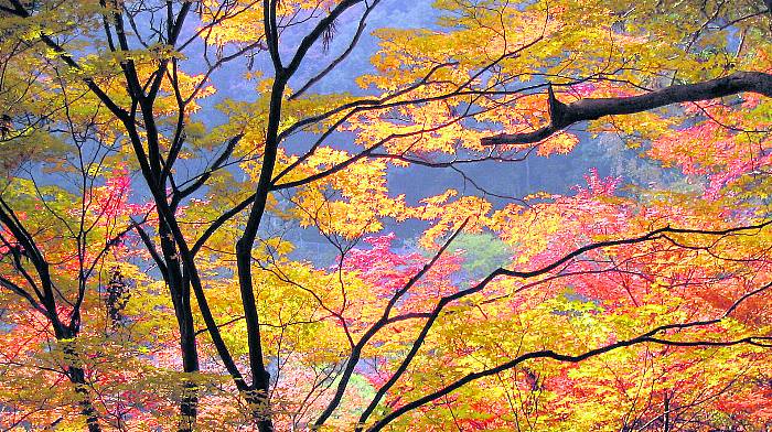 Why trees bother to shed their leaves Image