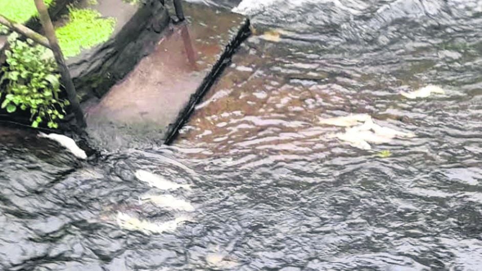 Filleted fish found floating in Skibb stream Image