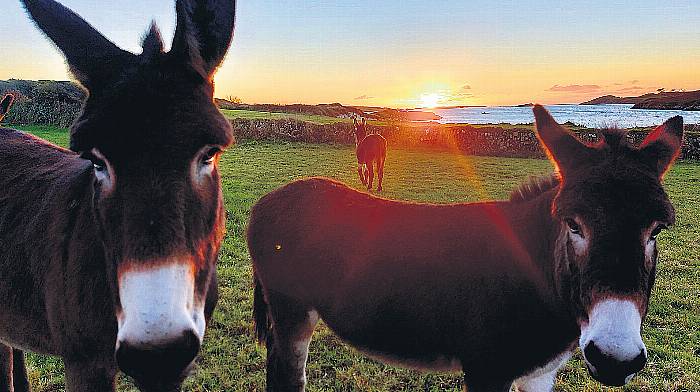 WILDLIFE: My trio of good-looking donkeys is a real treat Image