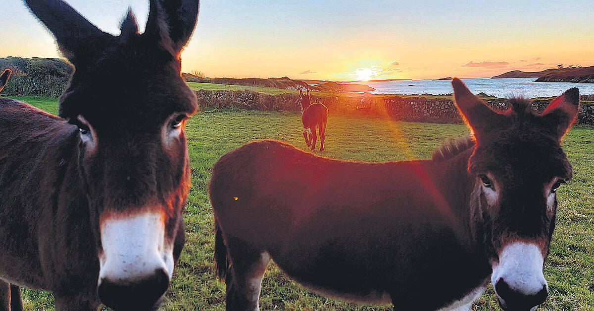 WILDLIFE: My trio of good-looking donkeys is a real treat | Southern Star