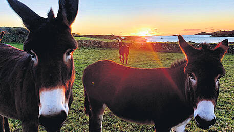 WILDLIFE: My trio of good-looking donkeys is a real treat Image