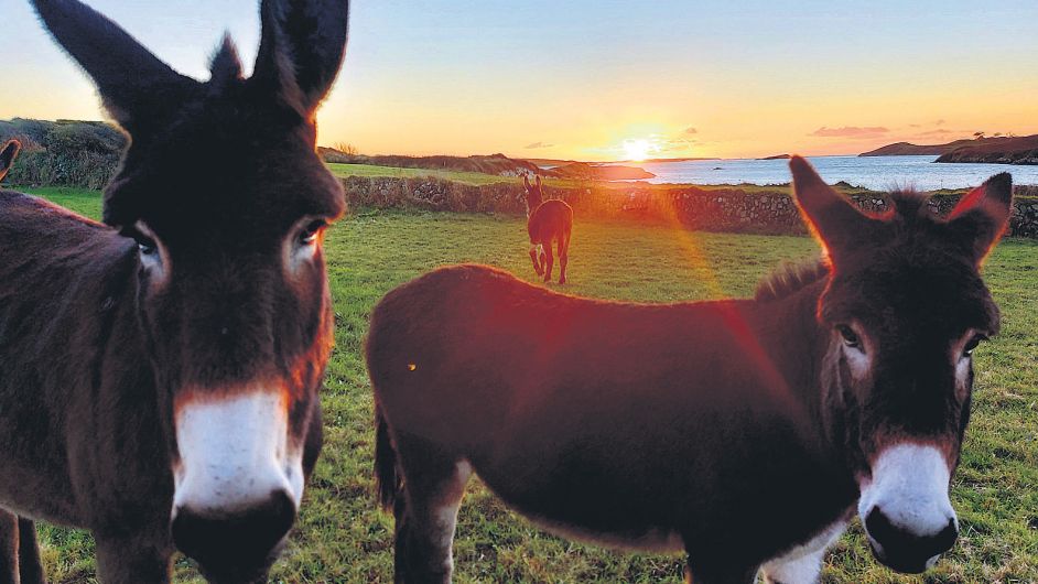 WILDLIFE: My trio of good-looking donkeys is a real treat Image