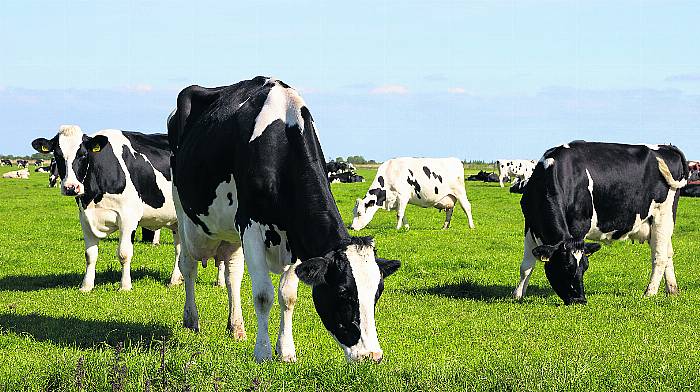 TEAGASC: Lighter cattle should graze first, especially in tougher conditions Image