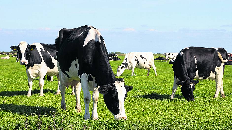 TEAGASC: Lighter cattle should graze first, especially in tougher conditions Image