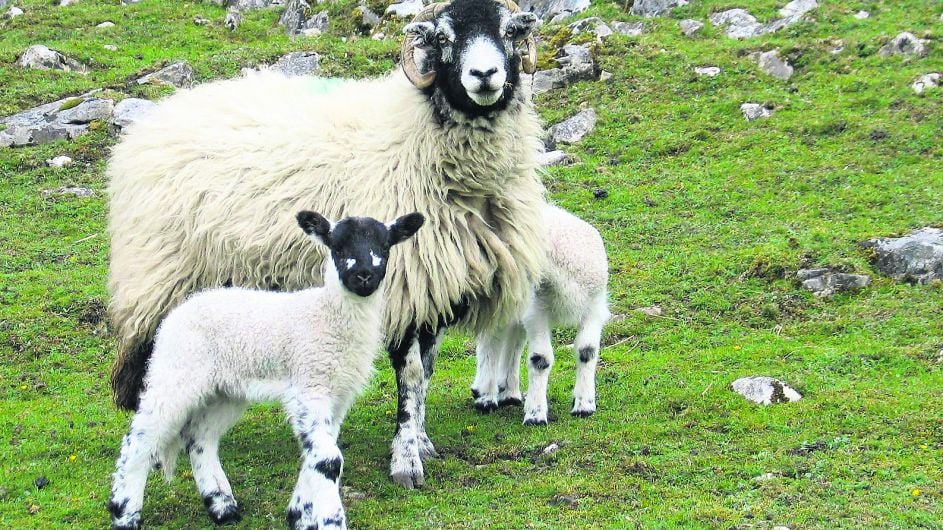 WILDLIFE: Looking a bit sheepish – how ‘baa-d!’ Image