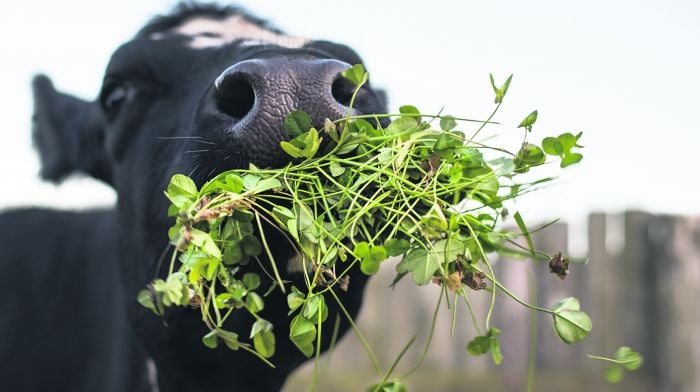 TEAGASC: Why clover is a win-win for both the farmer and the environment Image