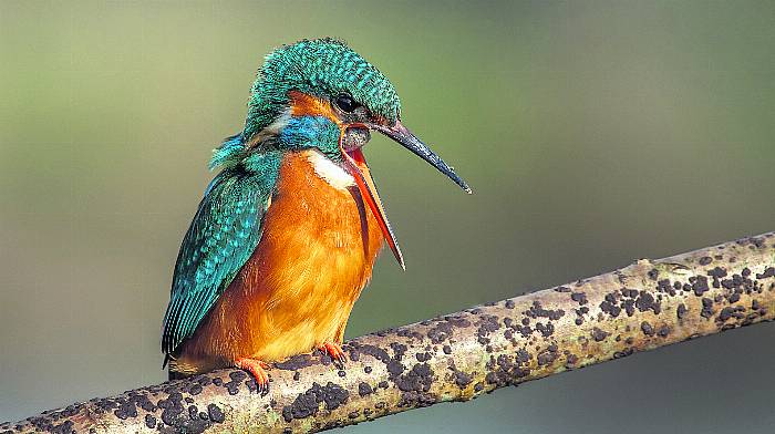 Wildlife: Exotic and flashy Kingfisher Image