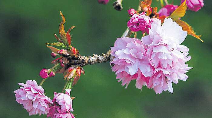 GARDENING: Gardens are full of promise right now Image