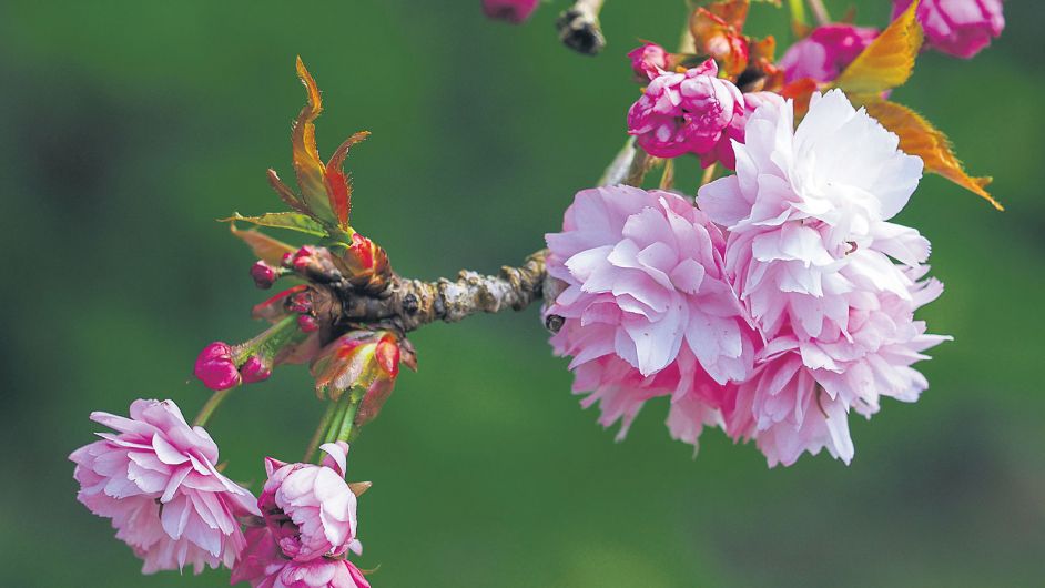 GARDENING: Gardens are full of promise right now Image