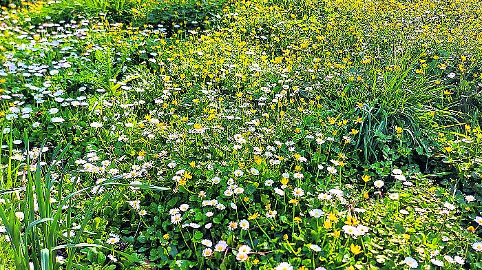 Wildlife: Watch out not to step on first daisy of year Image