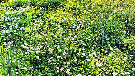 Wildlife: Watch out not to step on first daisy of year Image