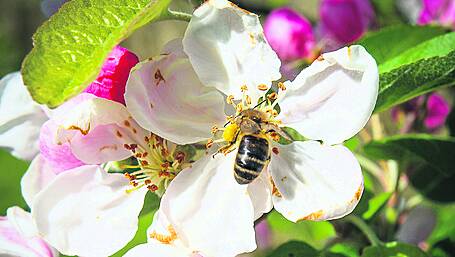 Gardening: A rain shower won’t be enough for thirsty plants Image