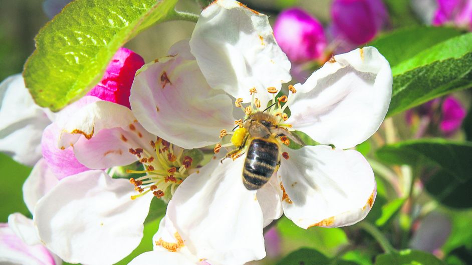 Gardening: A rain shower won’t be enough for thirsty plants Image