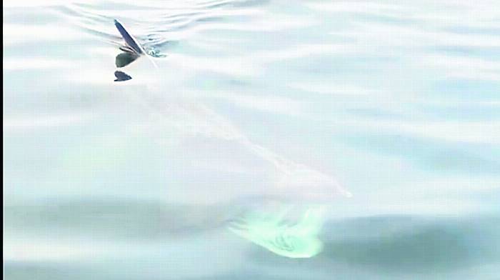 US scientists research basking sharks Image