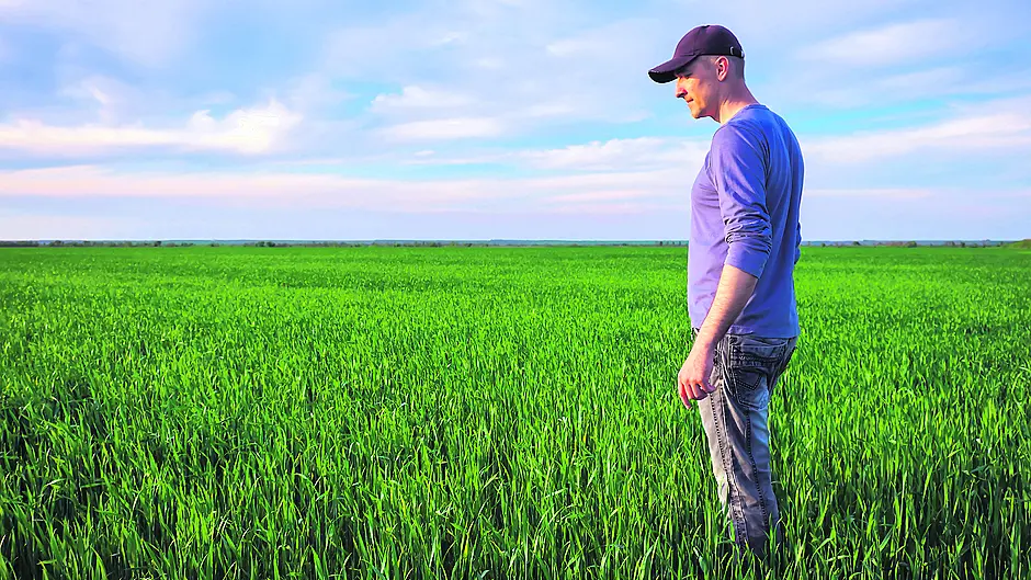 Don’t get distracted: managing your grass is top priority now Image