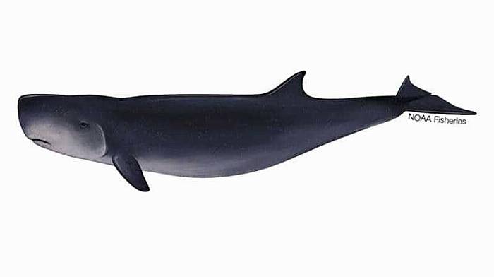 New whale species discovered off coast of Glengarriff Image