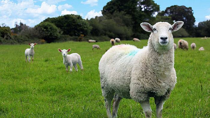 TEAGASC: Key nutrition and handling advice to maximise performance of lambs Image